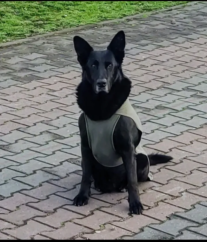 BROMATOLOGIA-adopciones-Orejitas-1