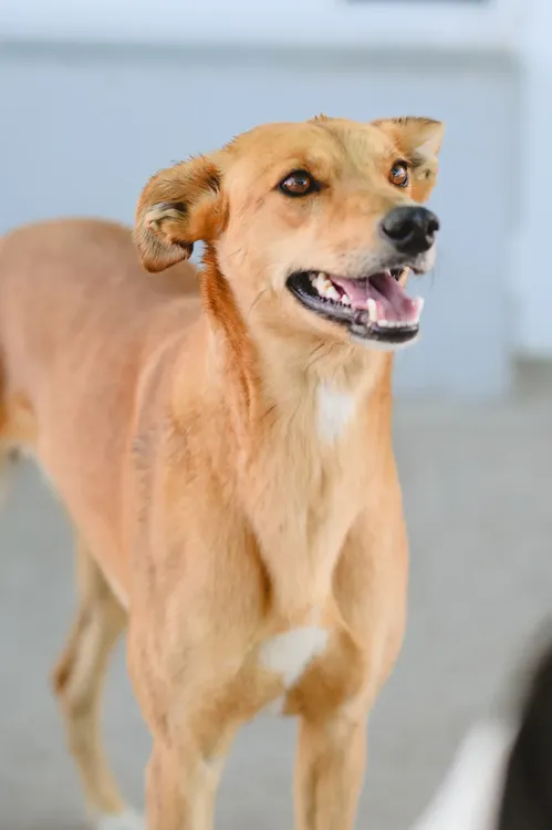 Bromatologia-adopciones-Canela-1