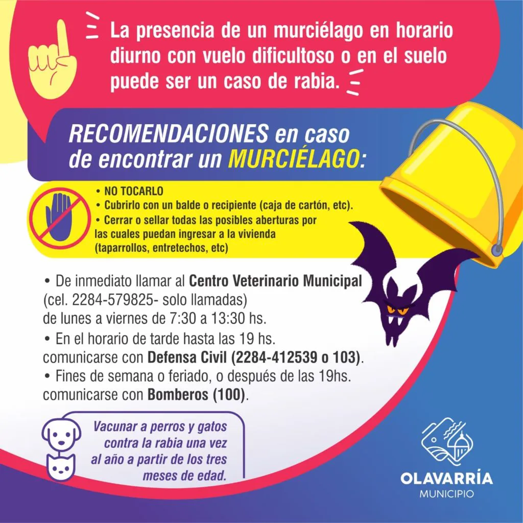 Rabia-murcielago-bromatologia-1024x1024