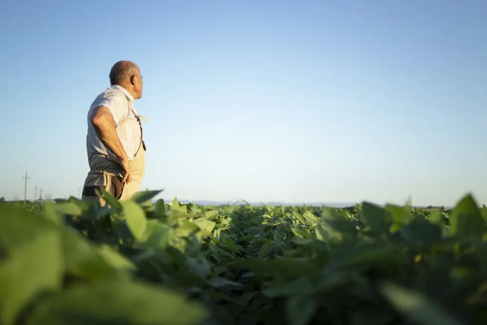 senior-farmer-agronomist-soybean-field-overlooking-checking-crops-before-harvest-scaled
